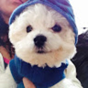 Meet your Posher, Loveamaya